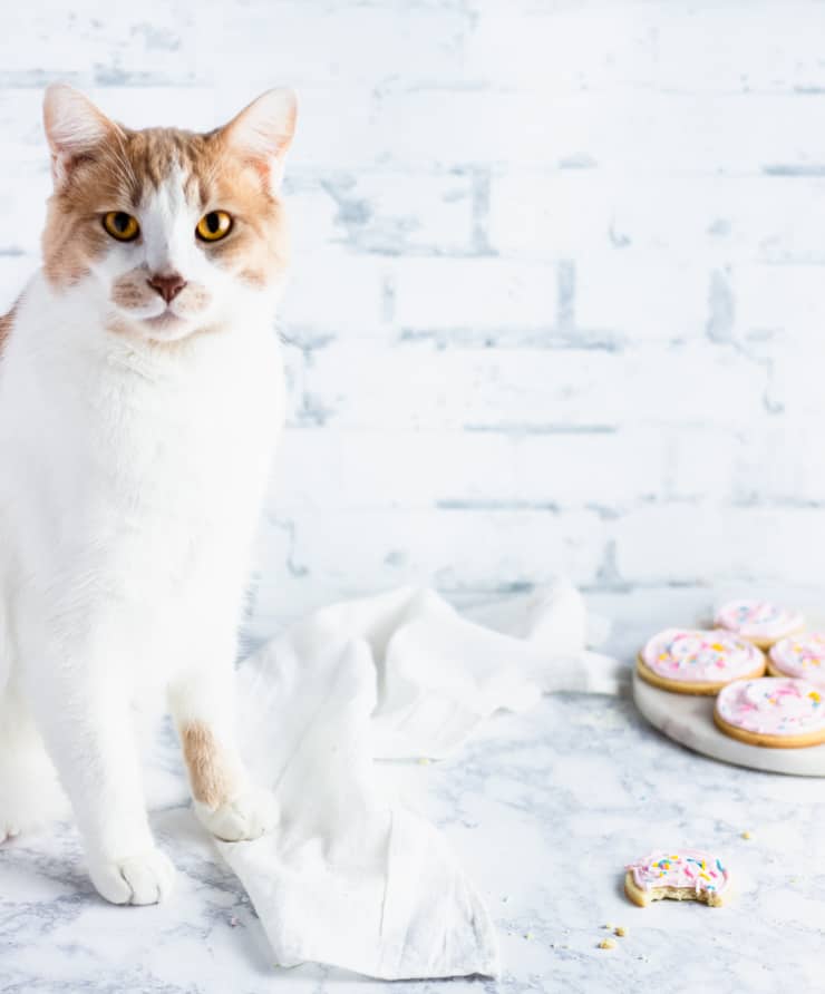 white and orange cat standing next to a glass of milk and frosted cookies